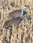 Cranes, Egrets, and Herons
